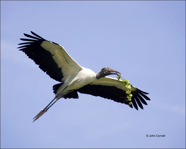 Wood Stork;Stork;Florida;Flight;Mycteria americana;Flying bird;action;aloft;behavior;flight;fly;flying;soar;wing;winged;wings;one animal;Color Image;Photography;Birds;Animals in the Wild;Action;Active;in flight;motion;movement;soaring